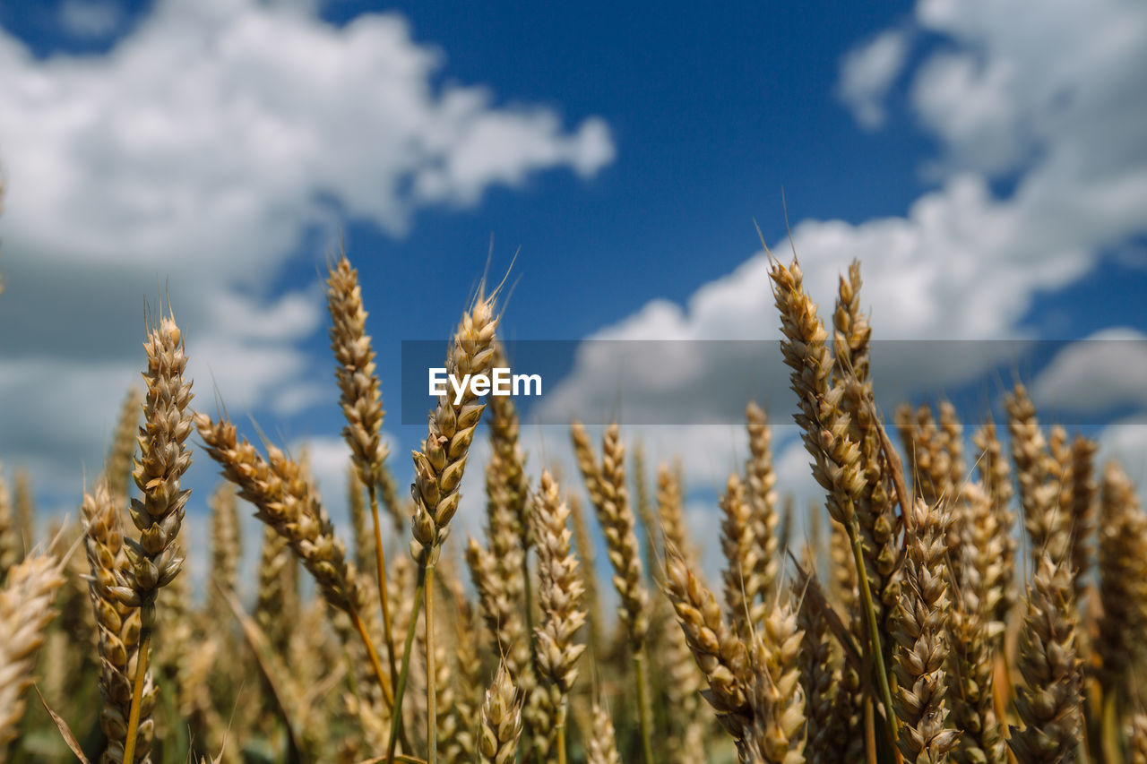 Close up of ripe wheat ears against beautiful sky with clouds.