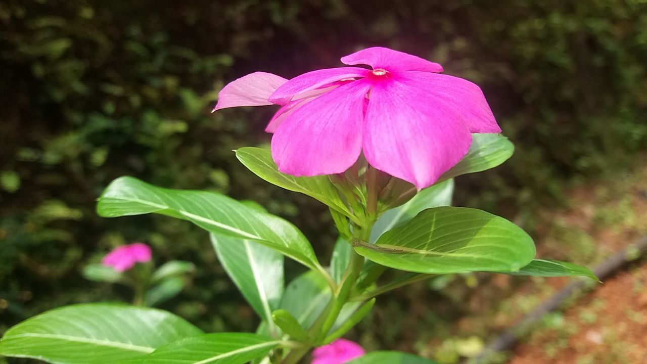 CLOSE-UP OF PINK FLOWER BLOOMING IN GARDEN