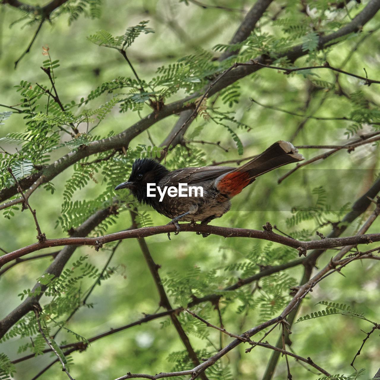 Brown and red bird perched on a branch