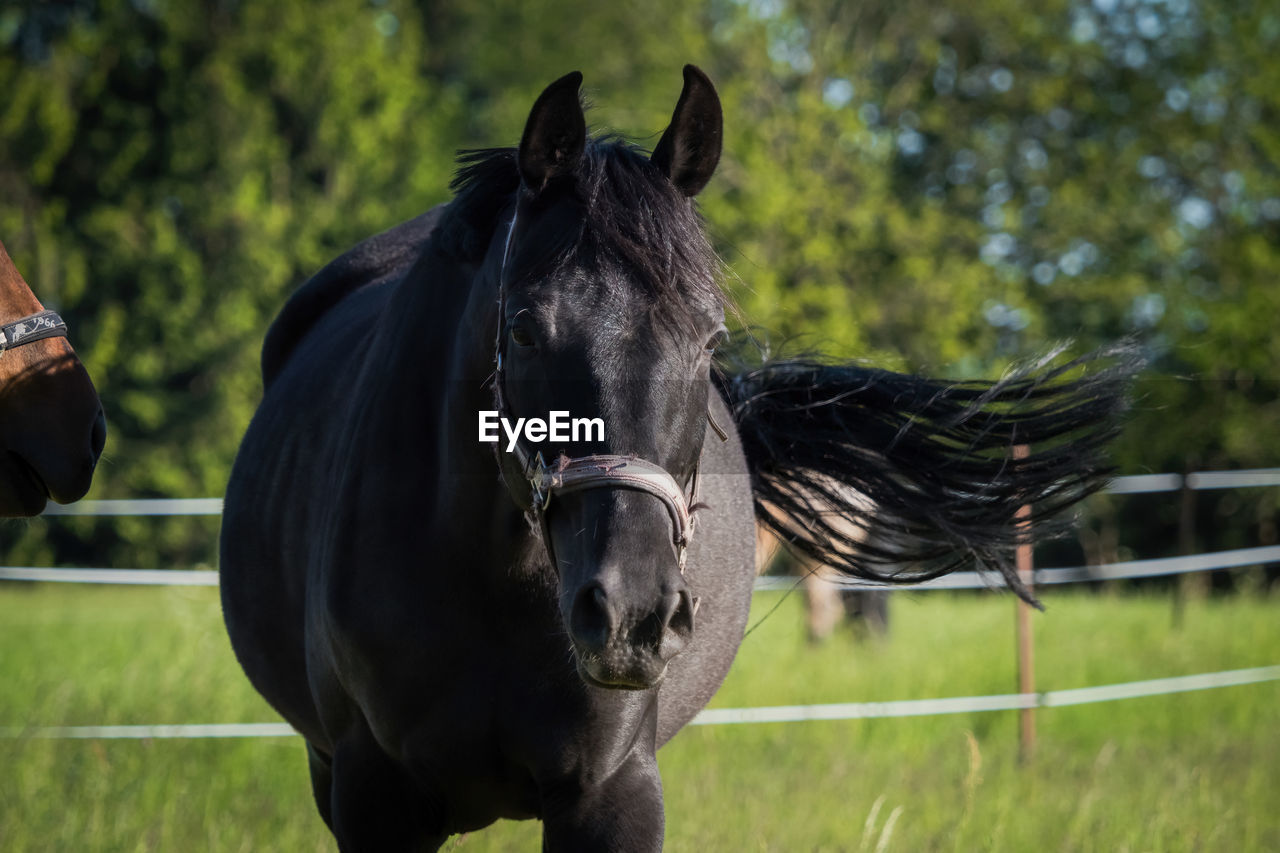 Horse standing on field