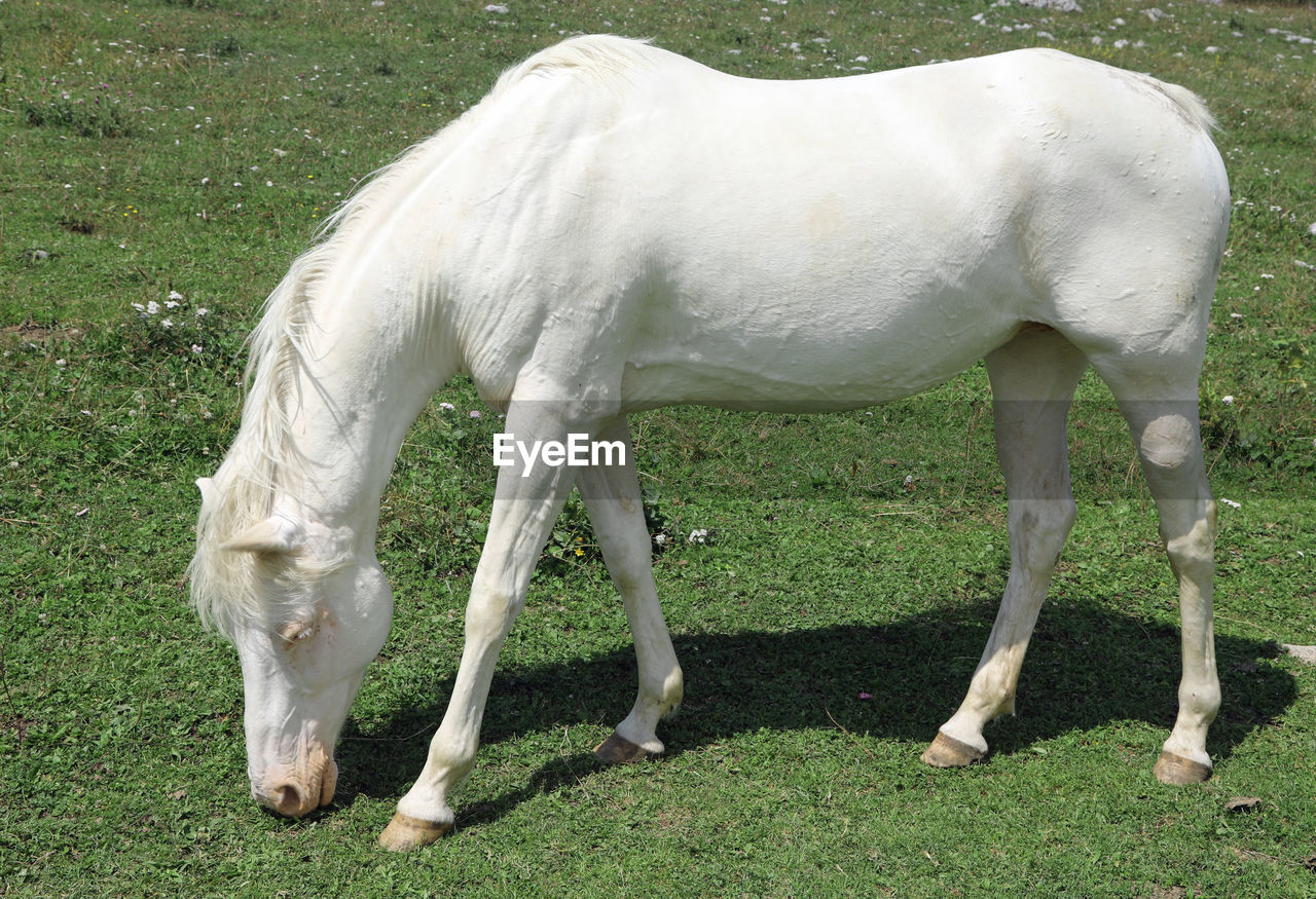 White albino horse while grazing in mountain