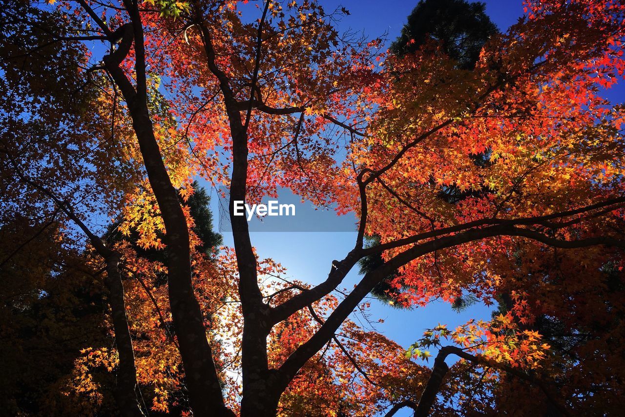 Low angle view of maple tree against sky during autumn