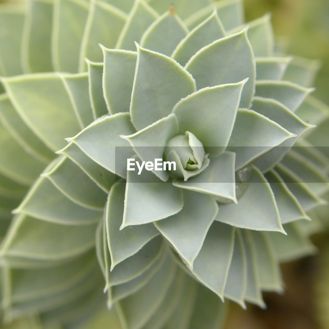 Close-up of succulent plant