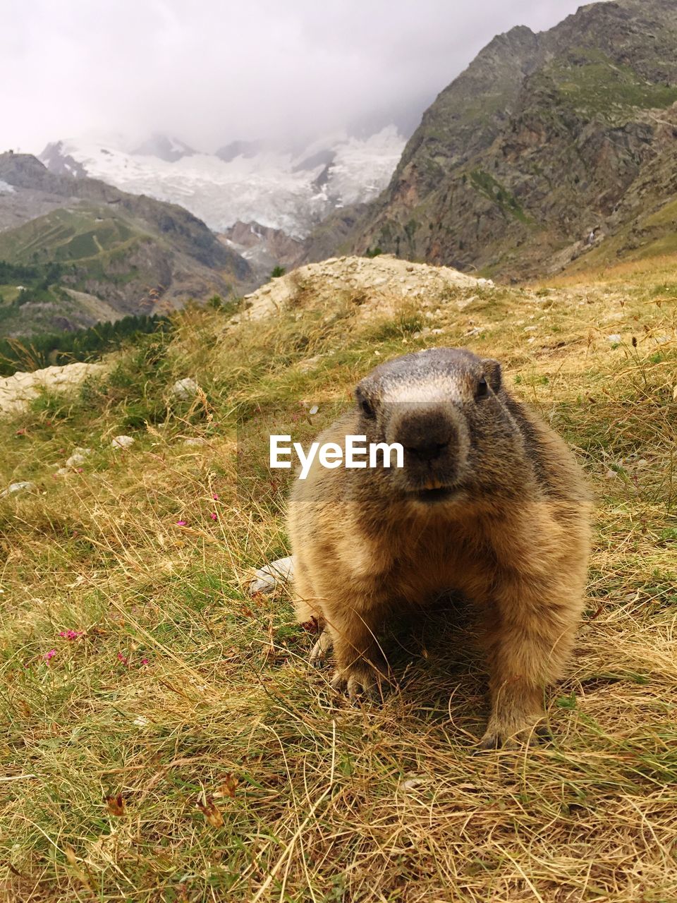 Marmot on grass at mountain