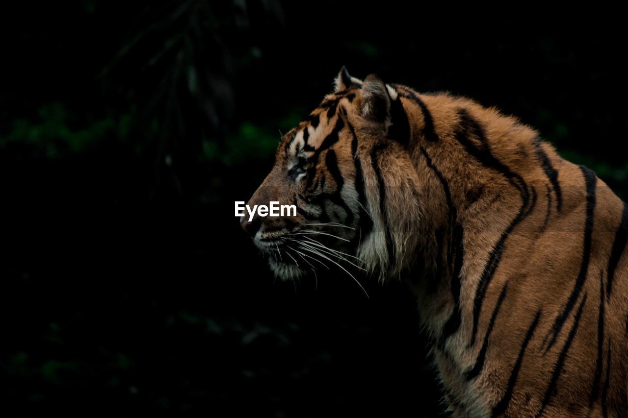 Close-up of a tiger looking away