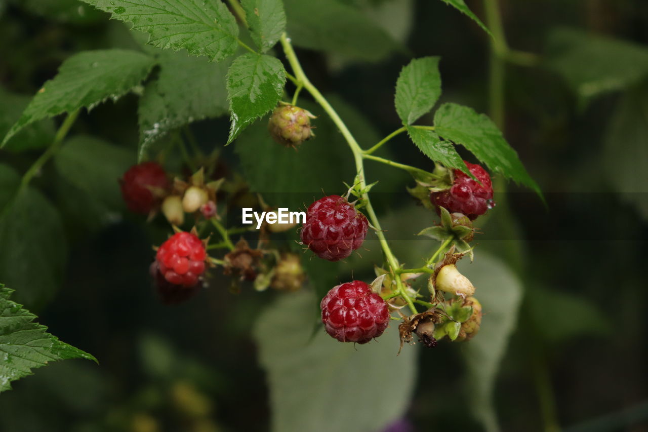 Close-up of berries growing on plant