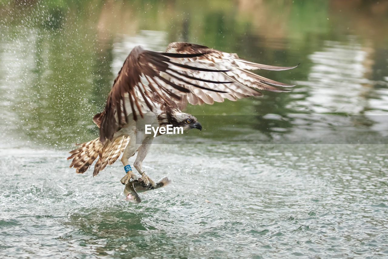 An osprey emerging with a catch