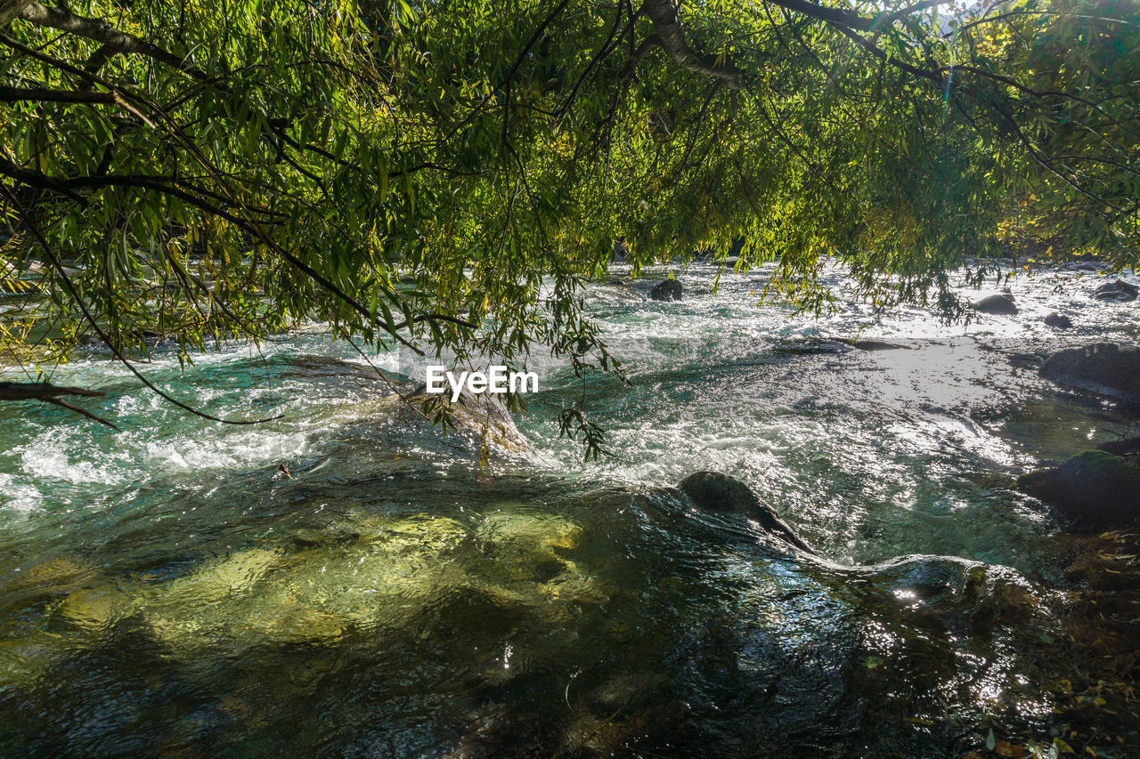 SCENIC VIEW OF FOREST