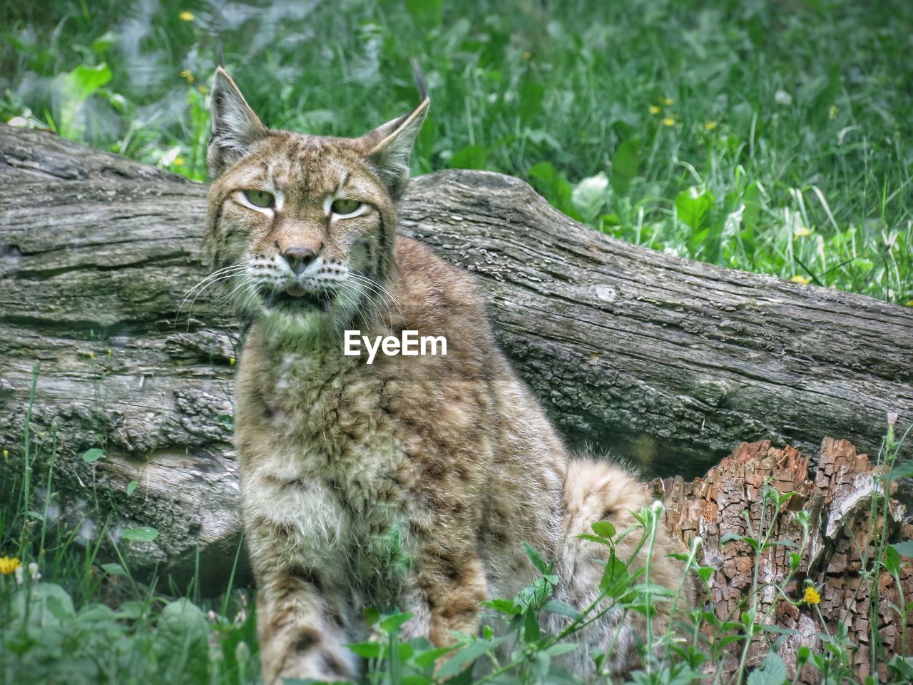 Portrait of cat on tree in forest