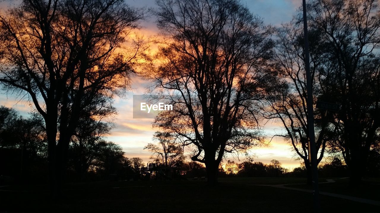 SILHOUETTE TREES AGAINST SKY