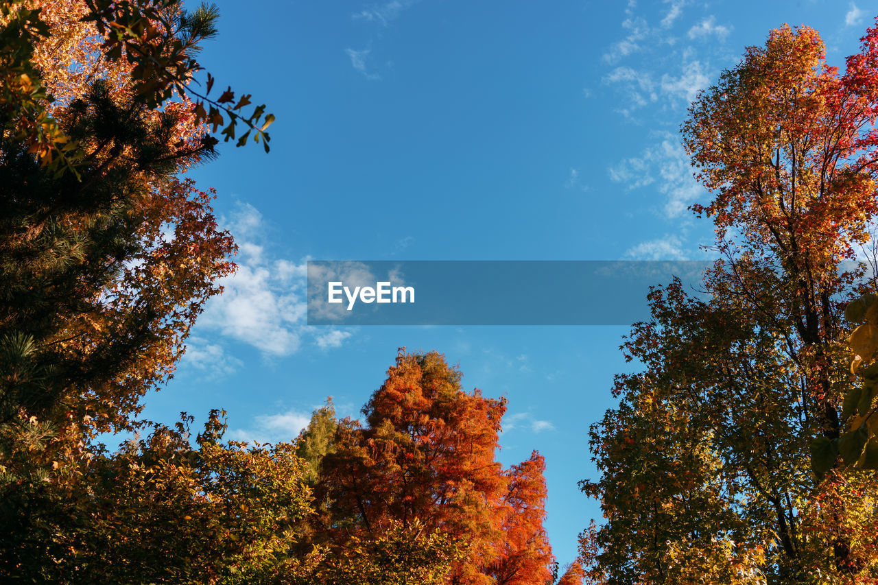 Low angle view of trees against sky during autumn