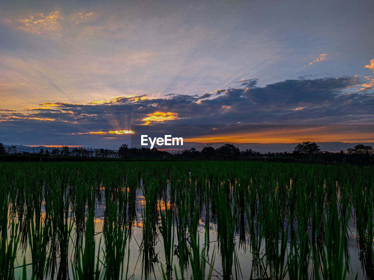 SCENIC VIEW OF FARM AGAINST SKY DURING SUNSET