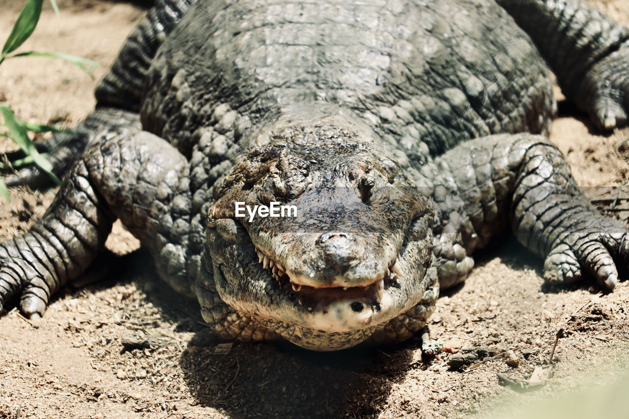 high angle view of crocodile