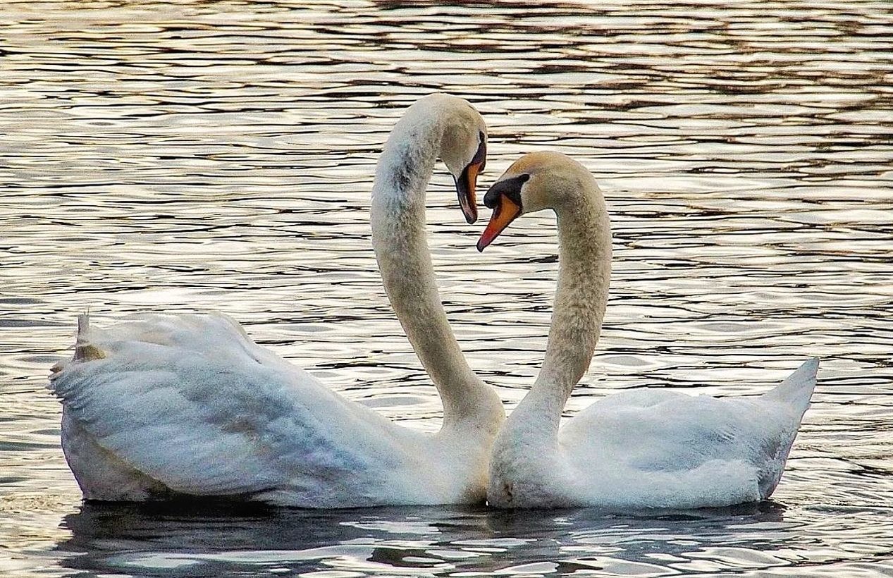 swan, animal themes, animal, animal wildlife, wildlife, bird, water, water bird, ducks, geese and swans, beak, group of animals, lake, nature, swimming, no people, wing, two animals, mute swan, day, animal body part, zoology, rippled, beauty in nature, outdoors, togetherness, white