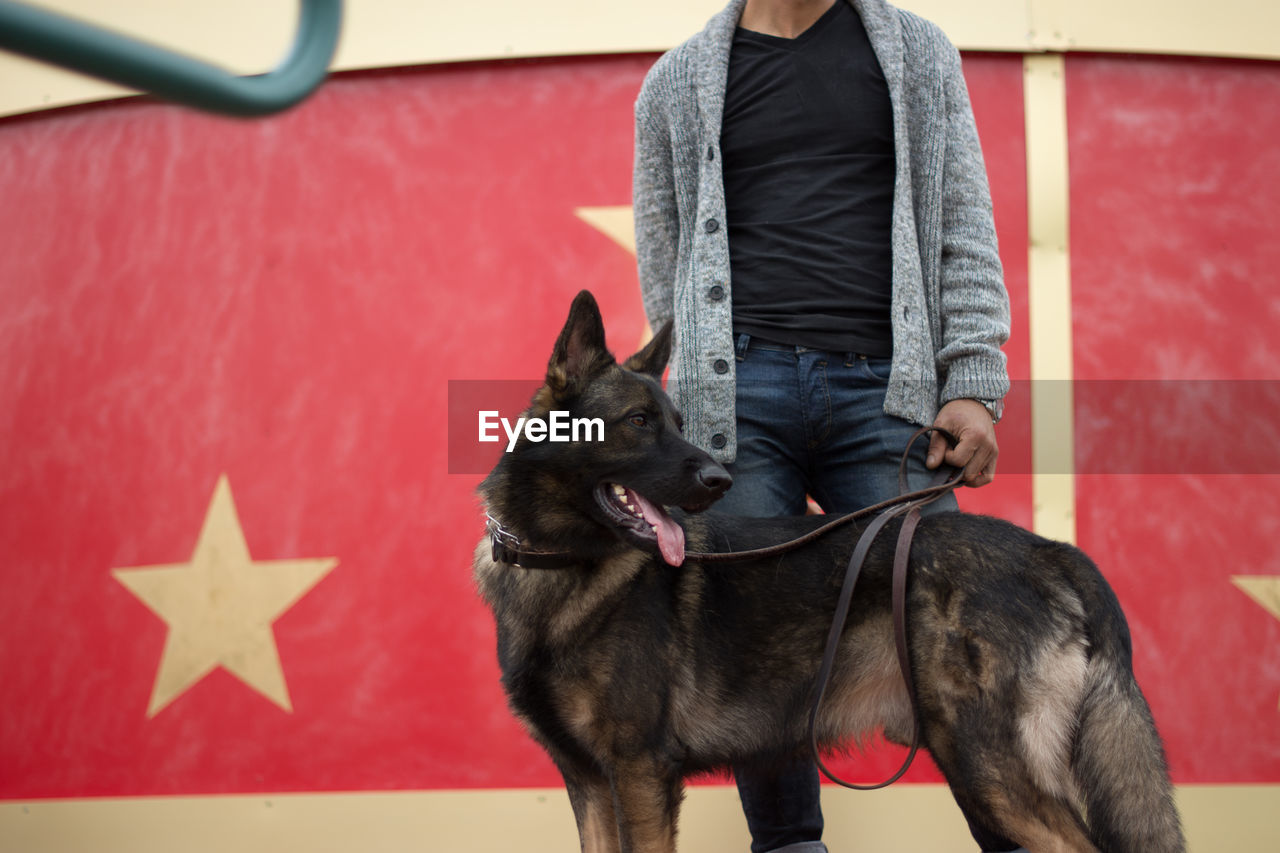 Midsection of man standing with belgian malinois against wall