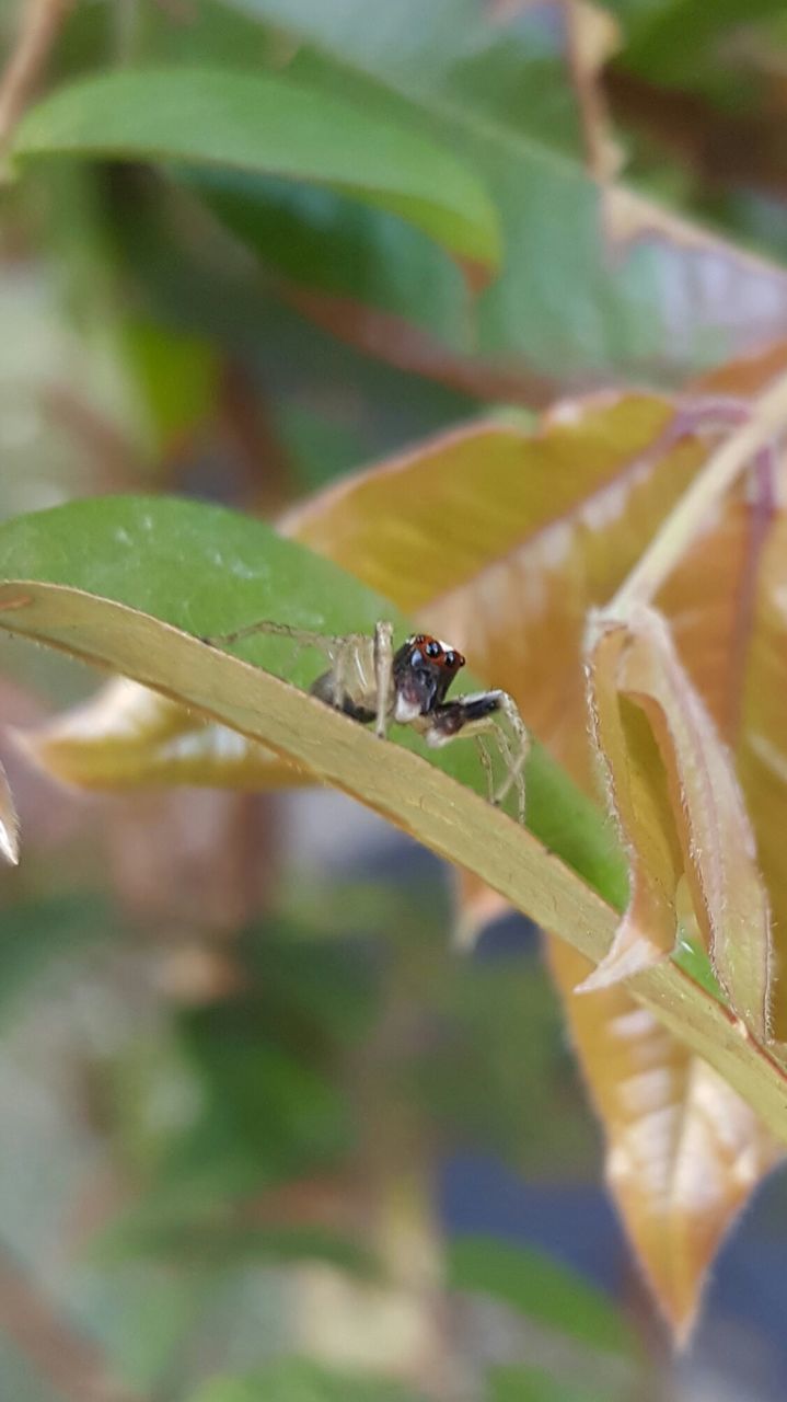 CLOSE-UP OF INSECT ON STEM