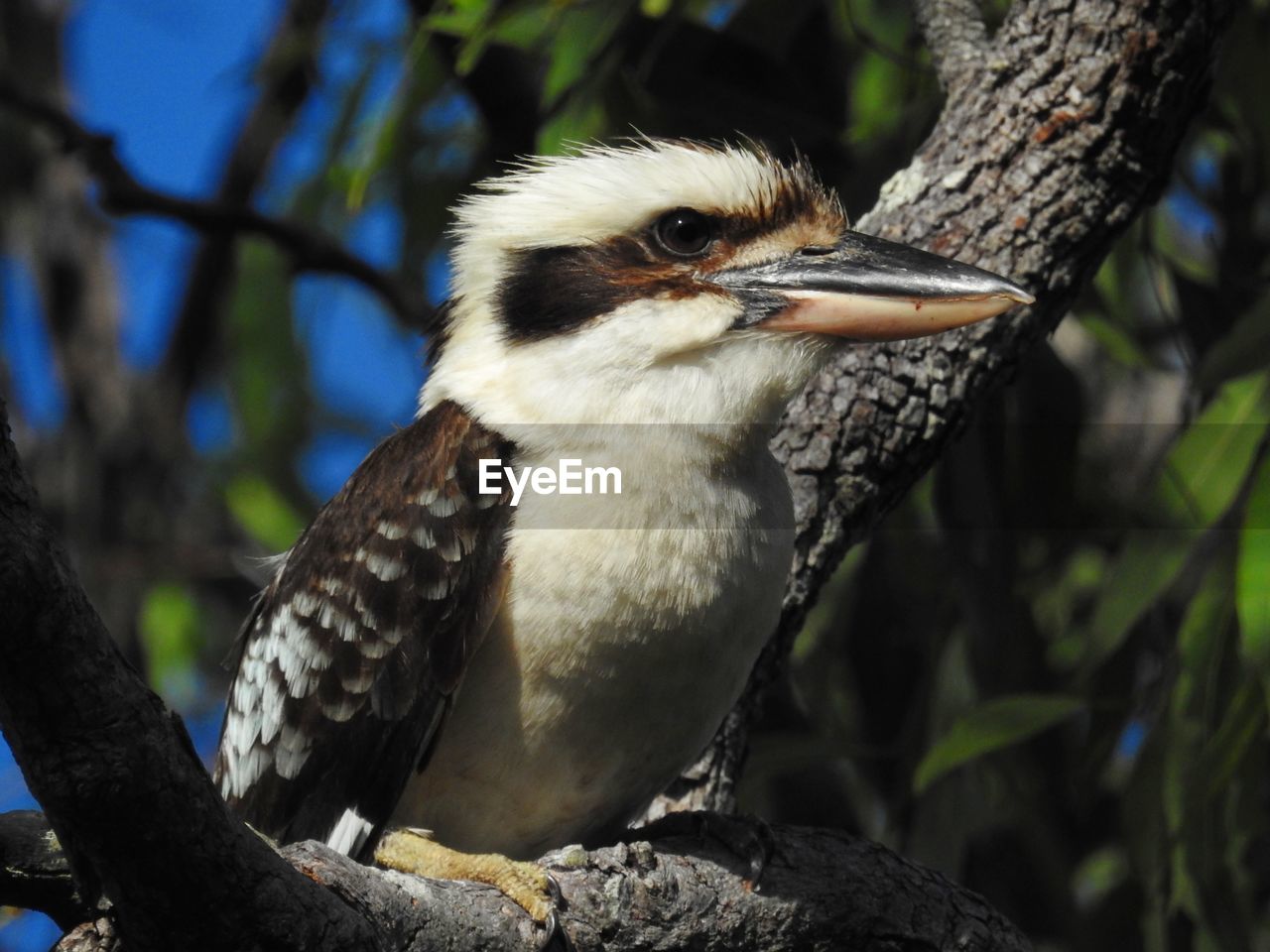 CLOSE-UP OF BIRD ON TREE