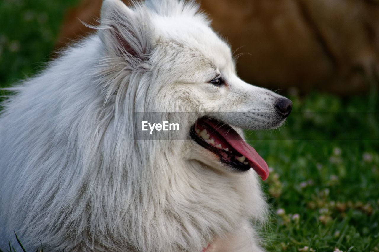 Close-up of a dog looking away