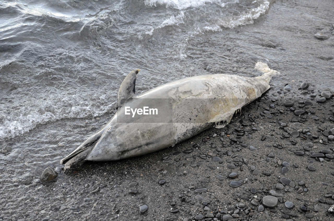 HIGH ANGLE VIEW OF FISHES ON BEACH