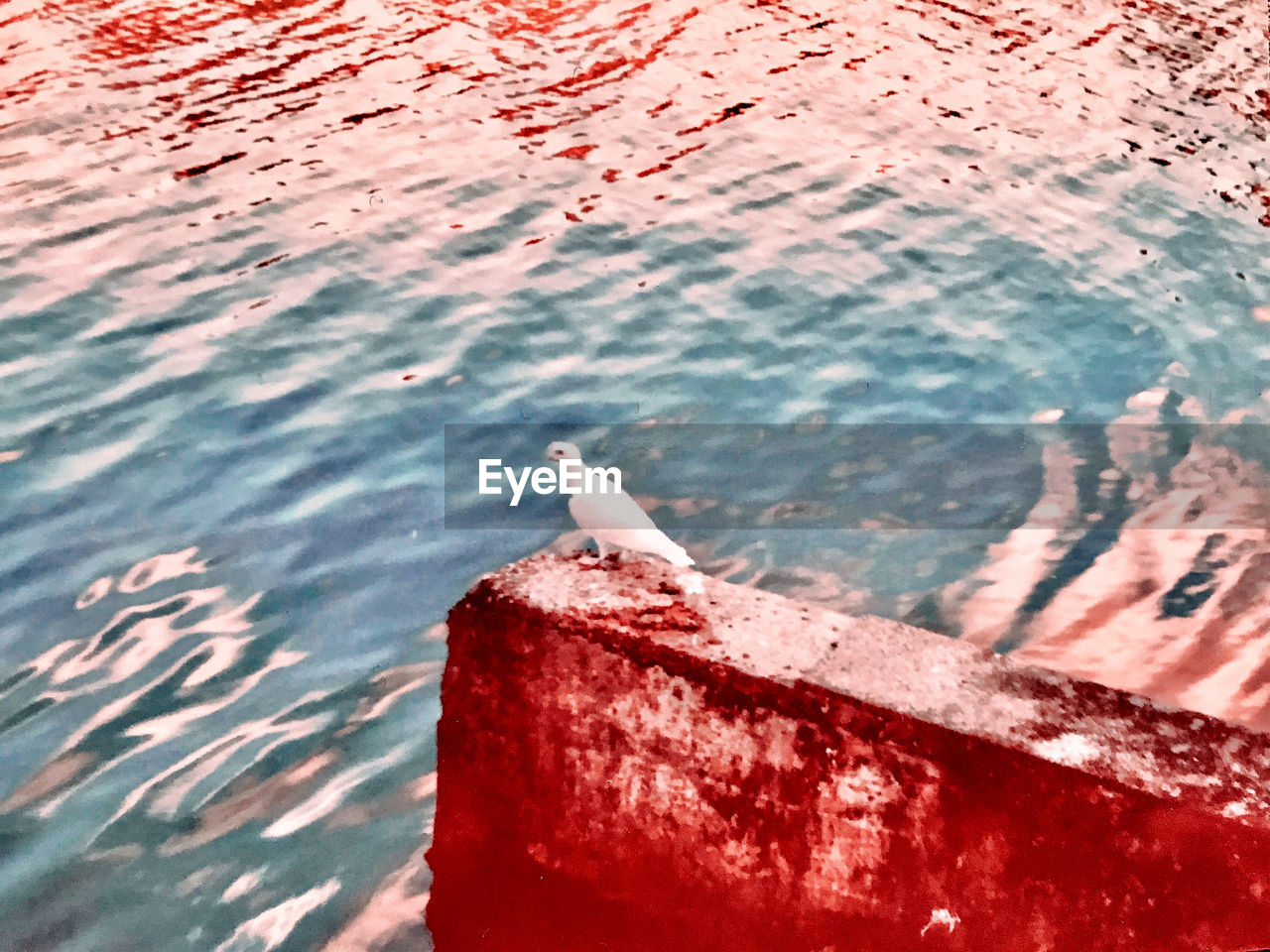 CLOSE-UP OF SEAGULL PERCHING ON A SEA