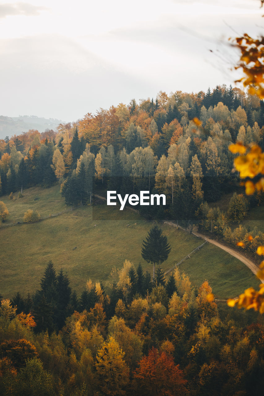 Scenic view of forest and autumn trees