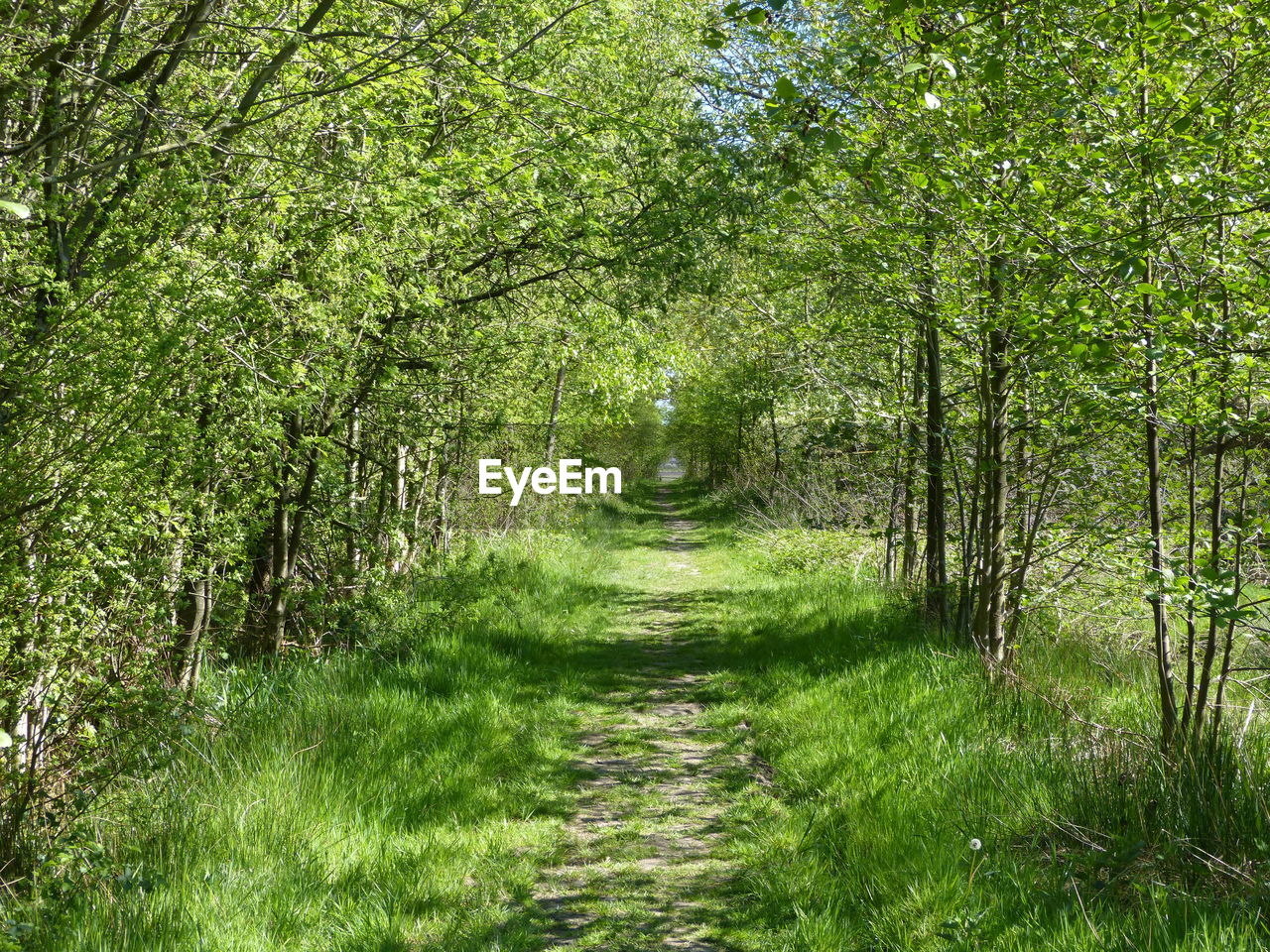 Trees growing in forest