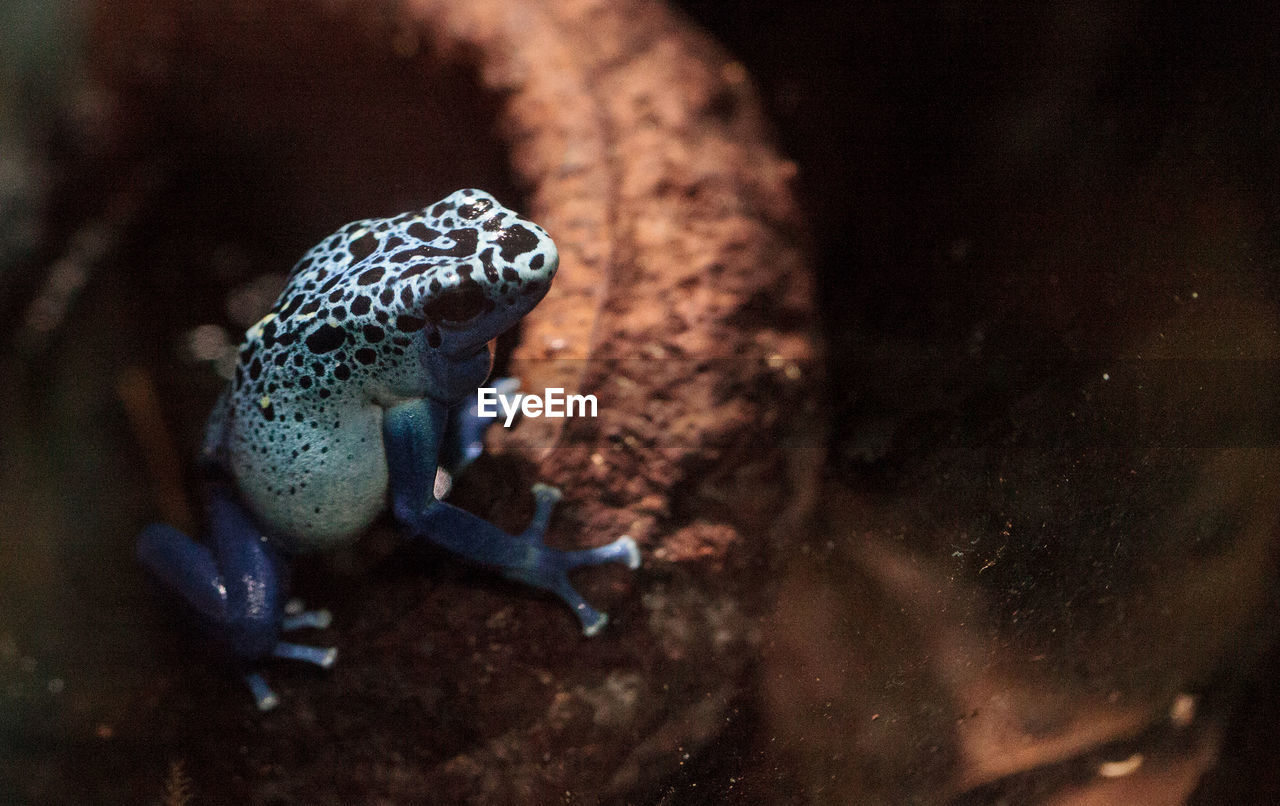 Close-up of blue frog