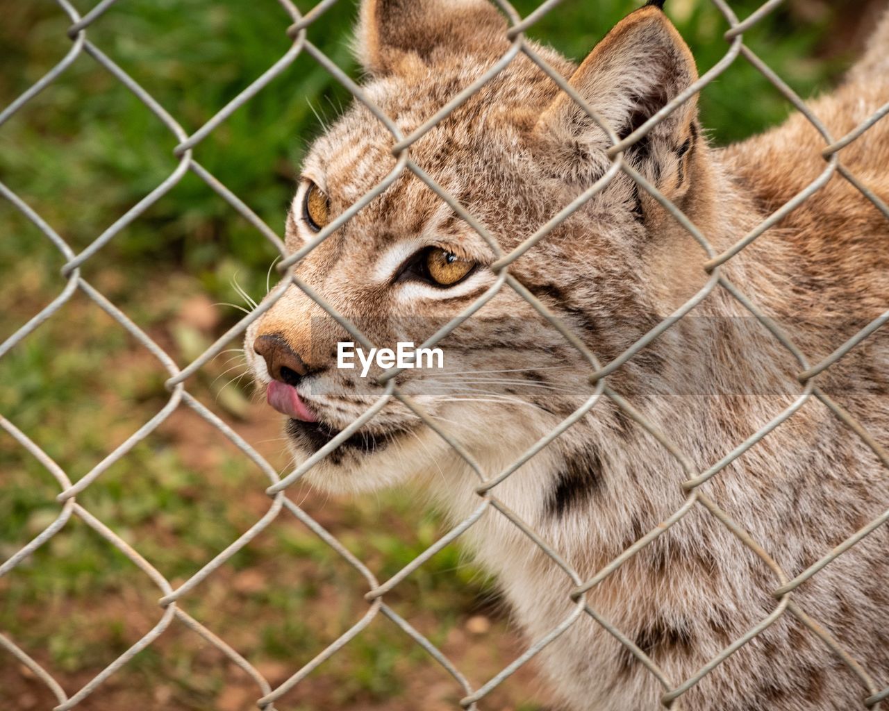 Close-up of a lynx in zoo