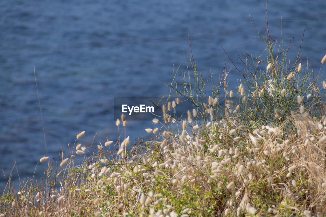 CLOSE-UP OF FLOWERING PLANTS ON BEACH