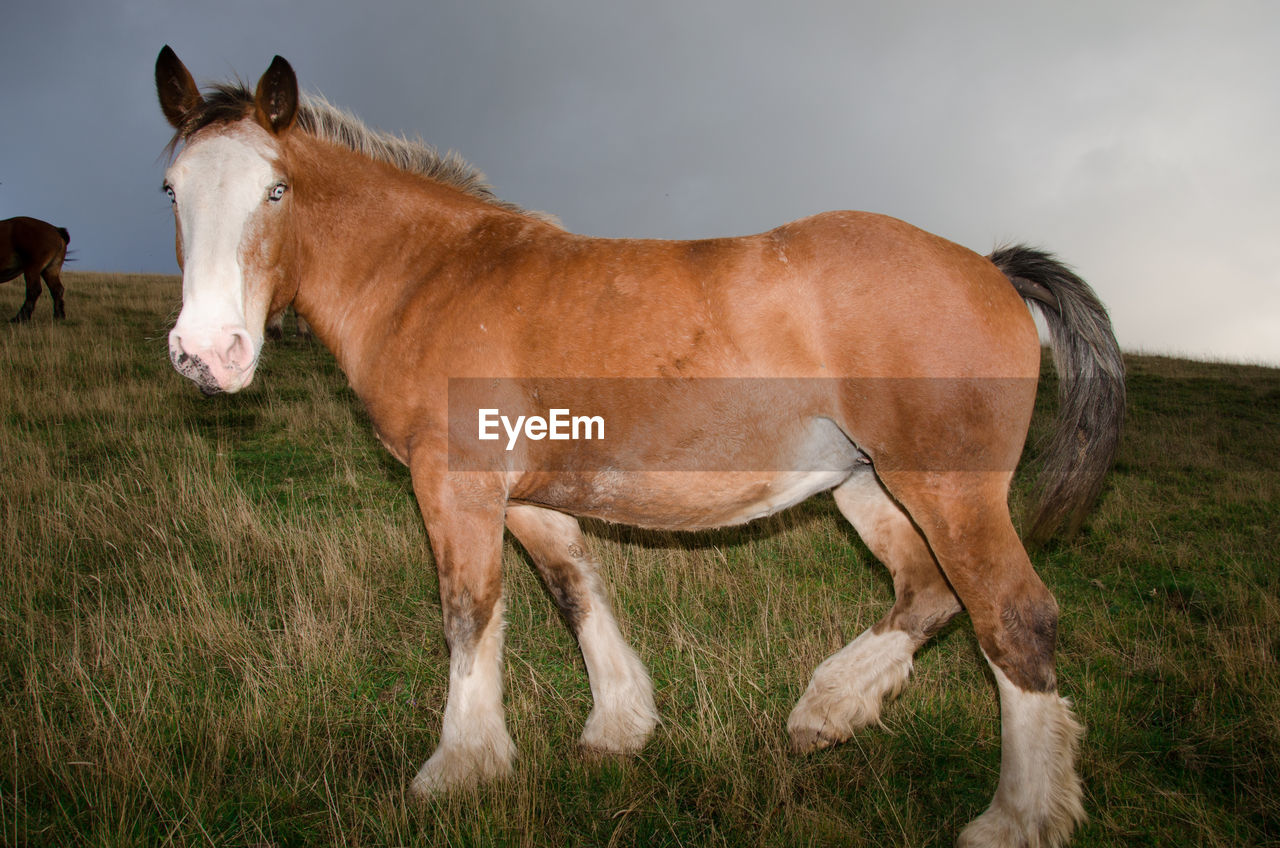 HORSE STANDING IN THE FIELD