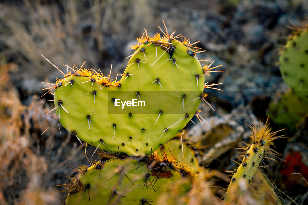 cactus, plant, thorn, succulent plant, prickly pear, prickly pear cactus, nature, macro photography, flower, thorns, spines, and prickles, no people, yellow, spiked, beauty in nature, green, close-up, sign, growth, warning sign, produce, sharp, outdoors, land, nopal, environment, focus on foreground, day, desert, barbary fig, animal, leaf, communication, wildflower, animal wildlife, arid climate, food, animal themes, climate, environmental conservation, food and drink, social issues