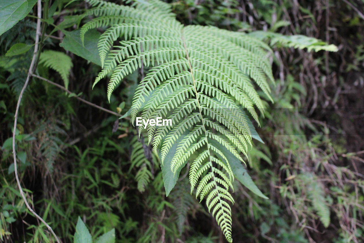 Close-up of fern of tree