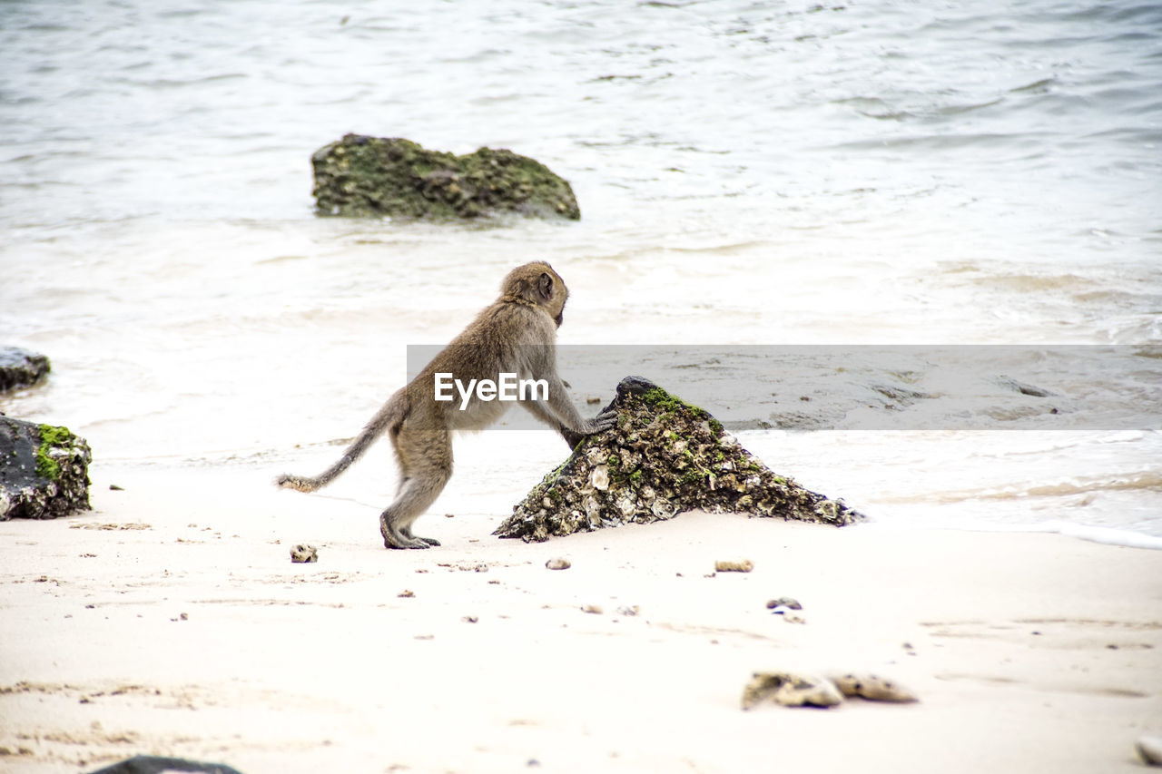 Side view of a monkey on the beach