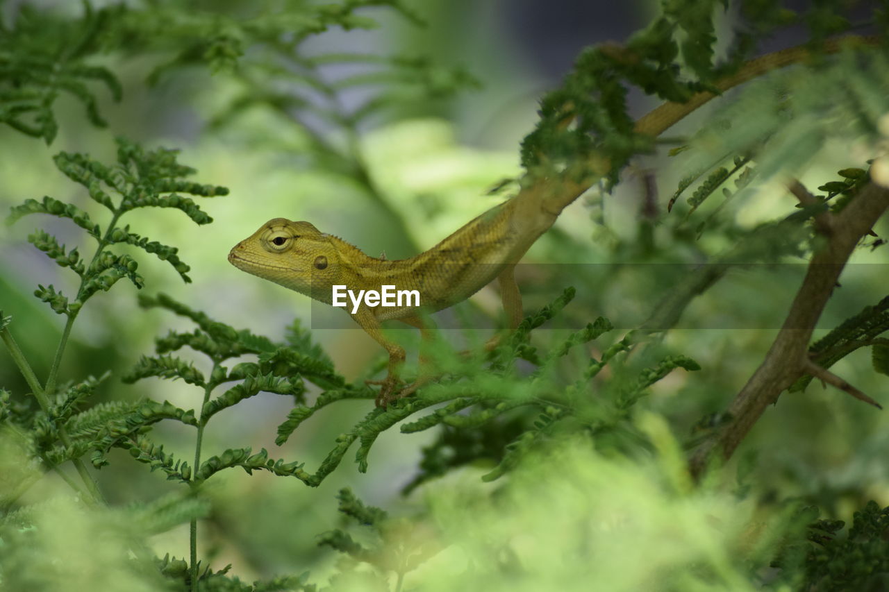 Close-up of lizard on plant