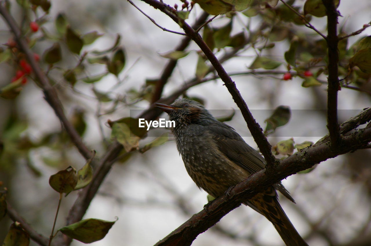 Low angle view of bird perching on branch