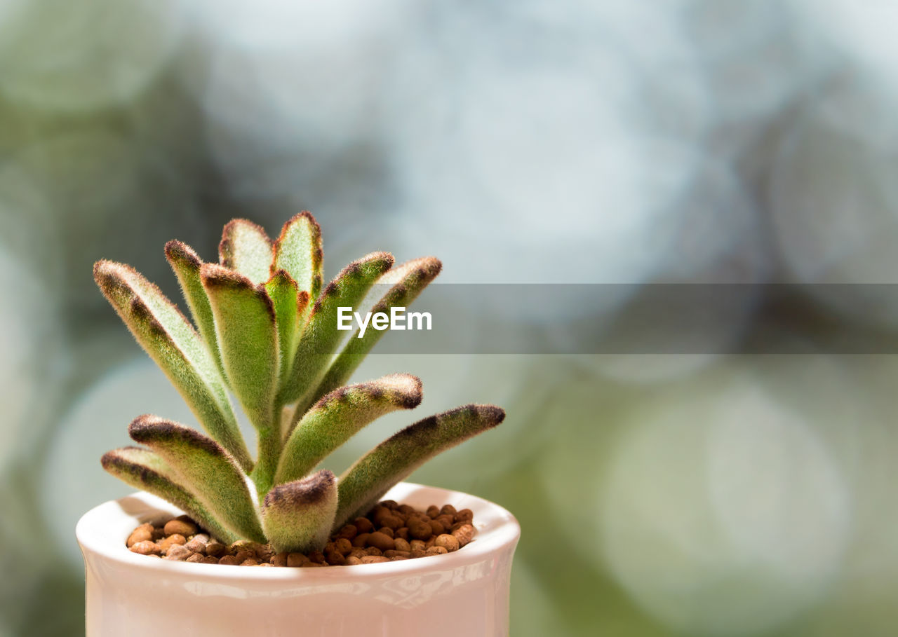 Kalanchoe succulent plant, freshness leaves of kalanchoe tomentosa grow in the ceramic pot