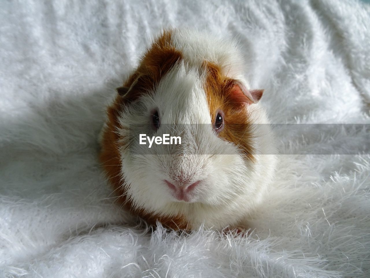 Close-up of a guinea pig