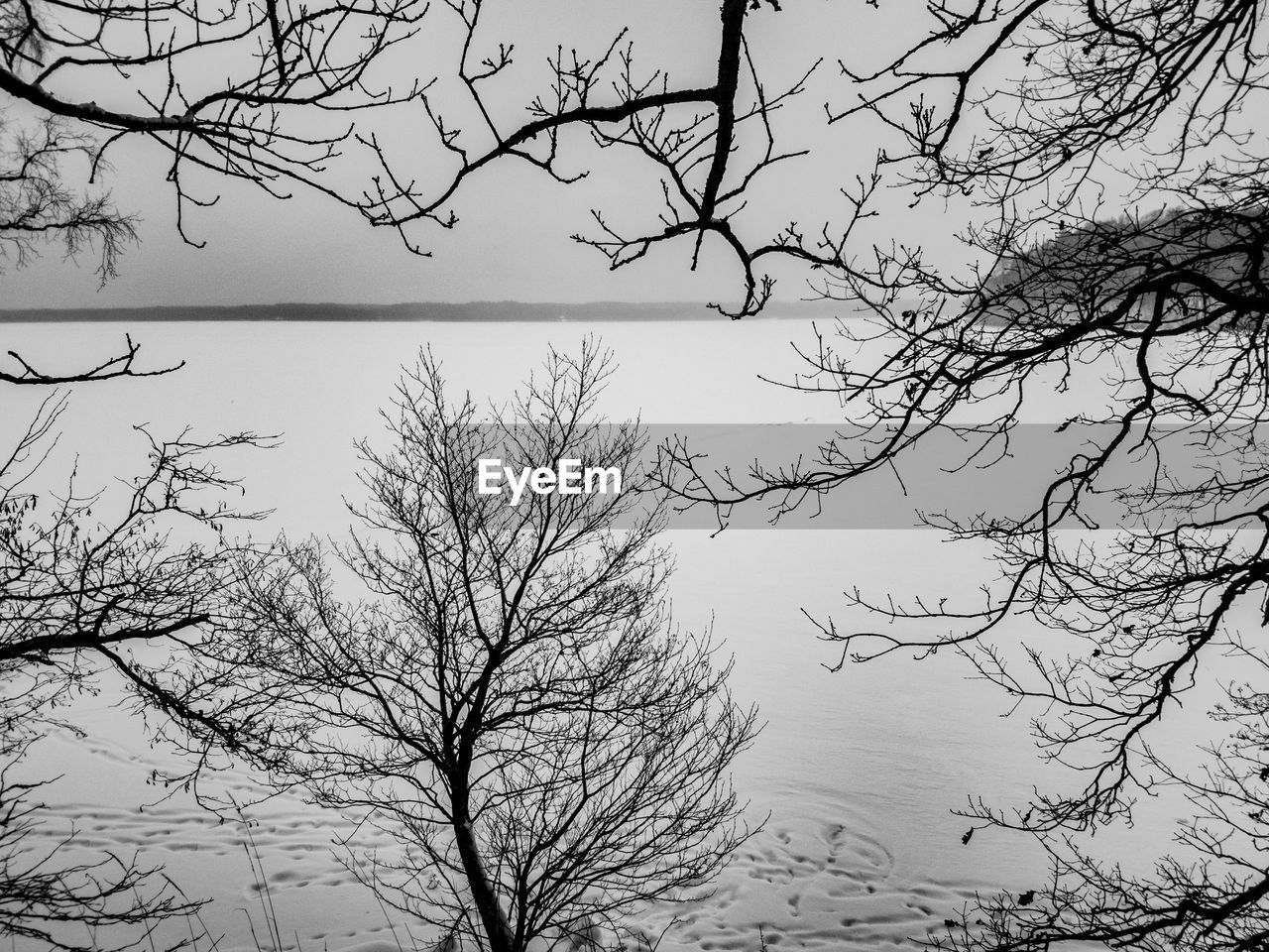 SILHOUETTE TREE AGAINST SKY