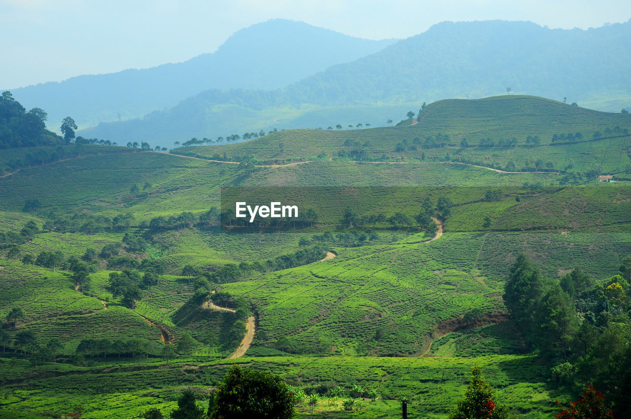 Scenic view of agricultural field against sky