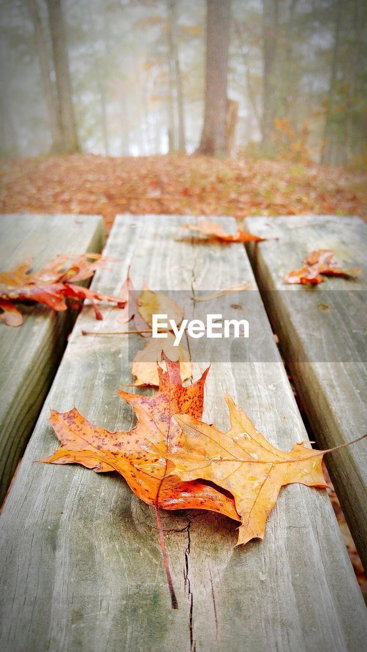Close-up of fallen maple leaves