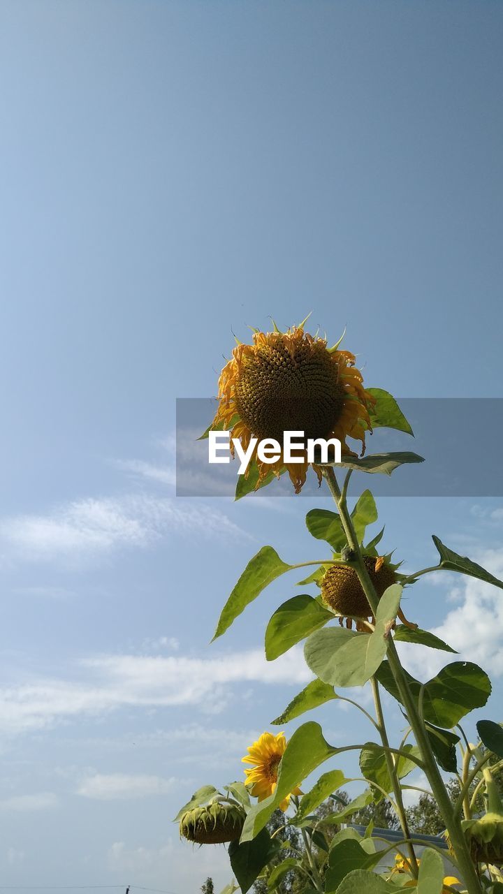 LOW ANGLE VIEW OF SUNFLOWER ON PLANT