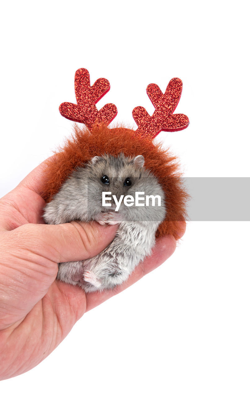 animal, hand, animal themes, mammal, white background, pet, one animal, holding, domestic animals, cut out, hamster, cute, studio shot, red, one person, mouse, young animal, rodent, indoors, close-up, white