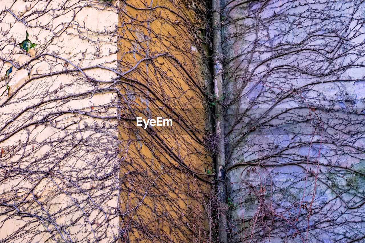 Low angle view of creeper plants on building