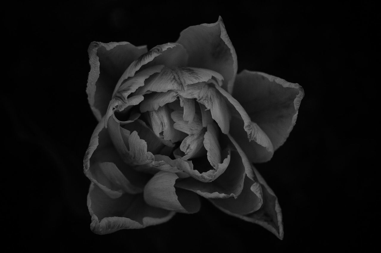 Close-up of rose over black background