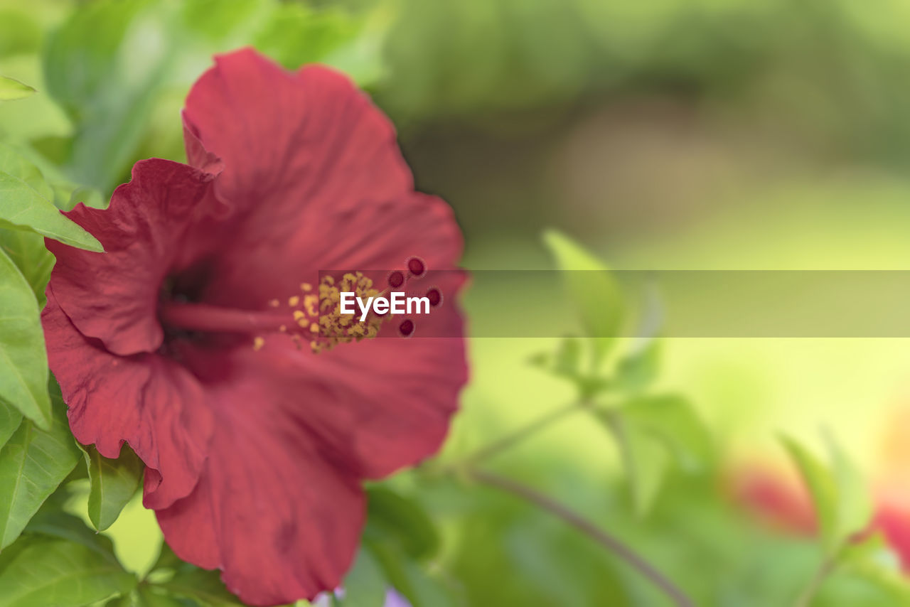 Close-up of red hibiscus flower