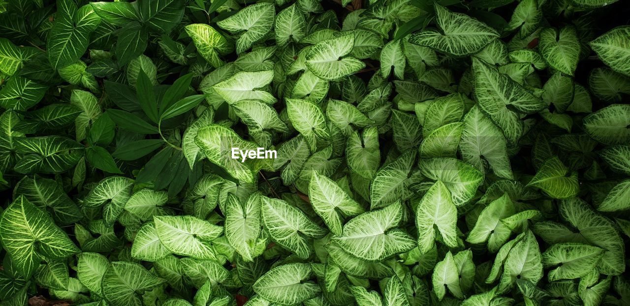 HIGH ANGLE VIEW OF GREEN LEAVES