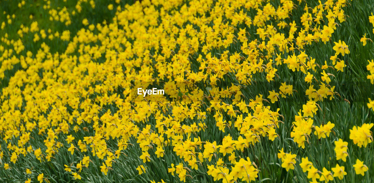 Scenic view of oilseed rape field