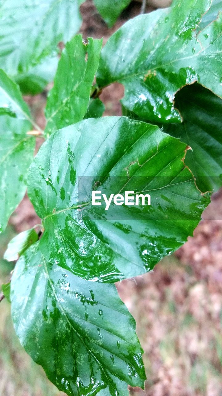 CLOSE-UP OF WATER DROPS ON LEAVES