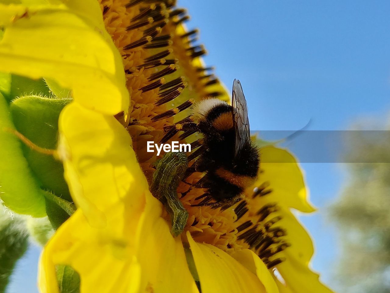 CLOSE-UP OF BEE ON SUNFLOWER