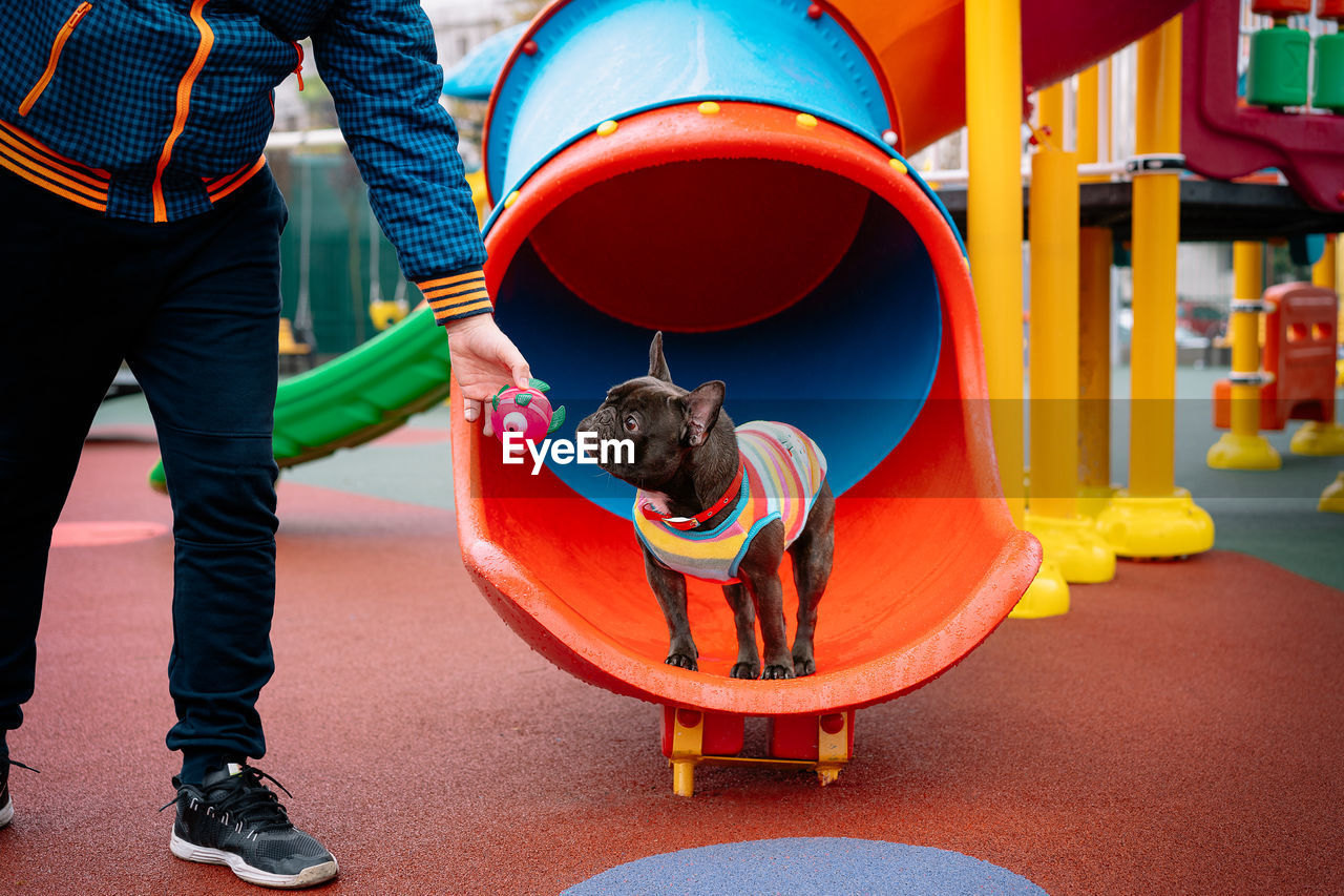 Low section of man with french bulldog dog standing at playground